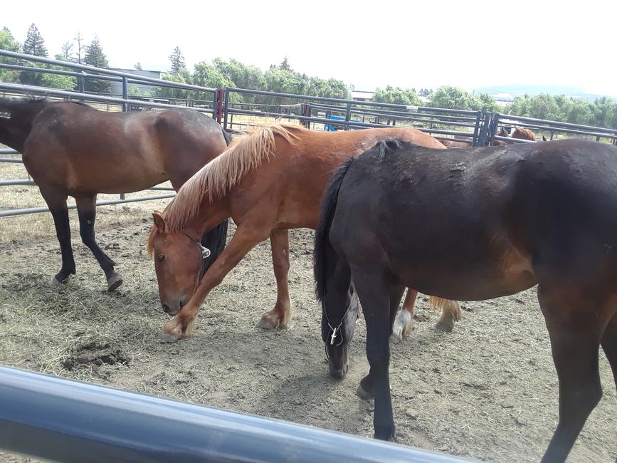 MUSTANG HORSES THE SACRED HOOP JOURNEY A PEACE MISSION ON HORSEBACK